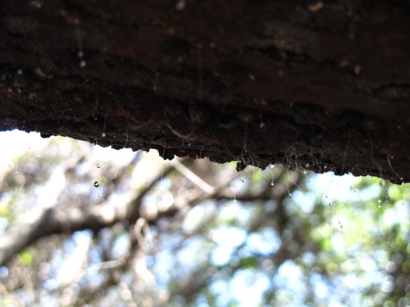 tree sap.