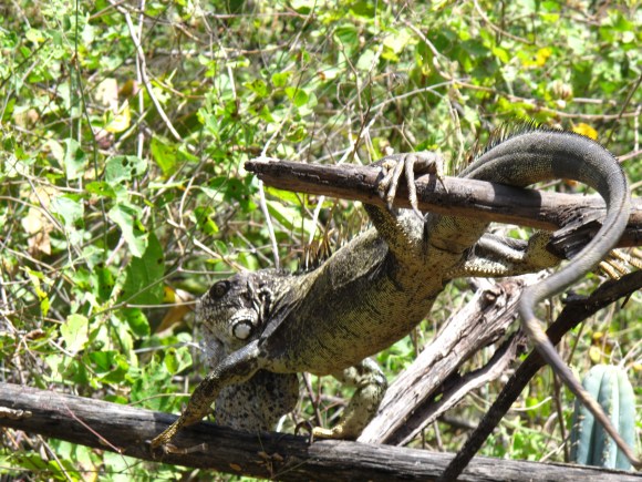 we thought we heard a cat...surprise!