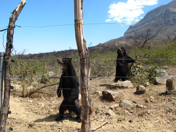 the bears were checking out the aerial camera.